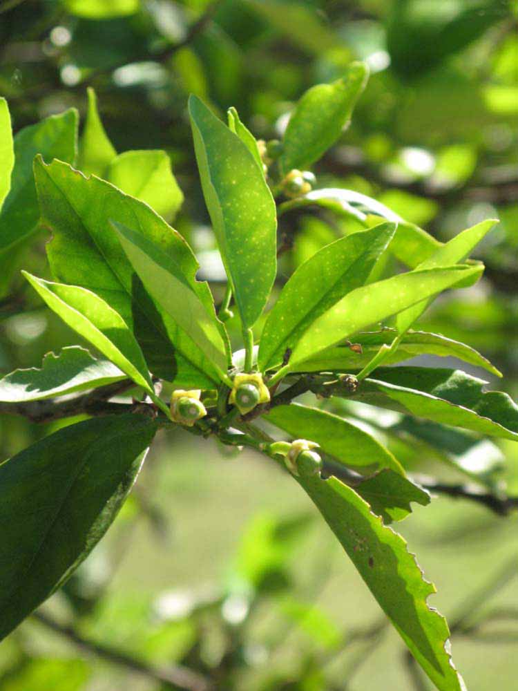              Sun leaves (Winter Haven, FL)       